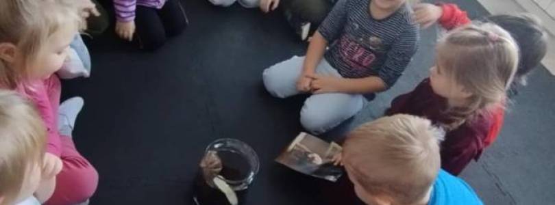 Zdjęcie główne aktualności Zajęcia dotyczące opieki nad zwierzętami- Pracowite Pszczółki