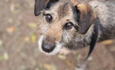 Zdjęcie aktualności Schronisko 