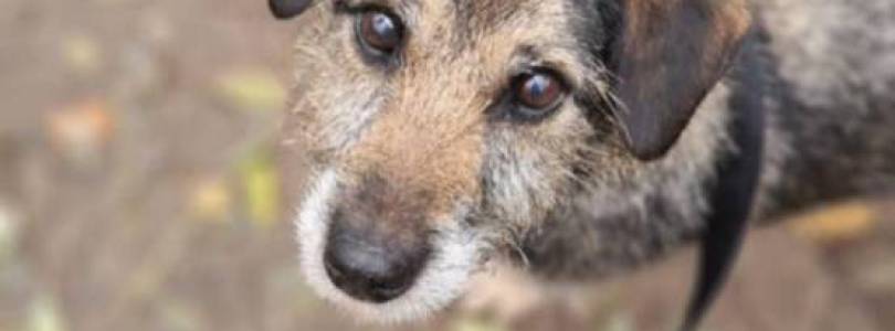 Zdjęcie główne aktualności Schronisko 